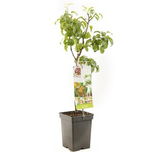Zoete handpeer Pyrus comm. Beurré Hardy Patio