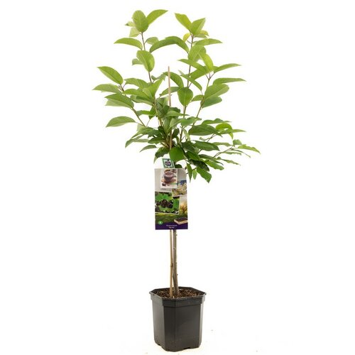 Zoete kers Prunus avium Burlat laagstam