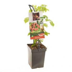 Zomerframboos Rubus id. Malling Promise - draagbe