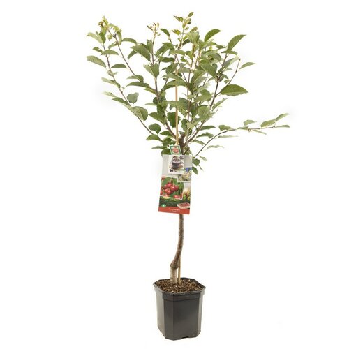 Zure kers Prunus cerasus Morel laagstam