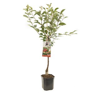 Zure kers Prunus cerasus Morel laagstam