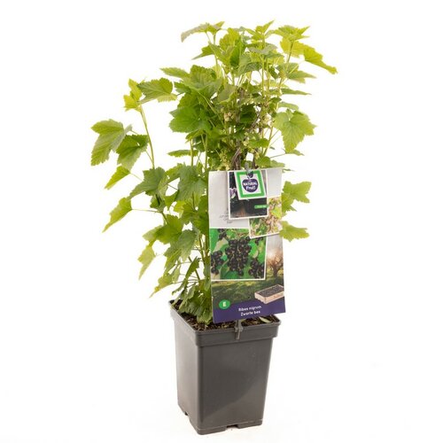 Zwarte bes Ribes nigrum Titania (zwarte bes)