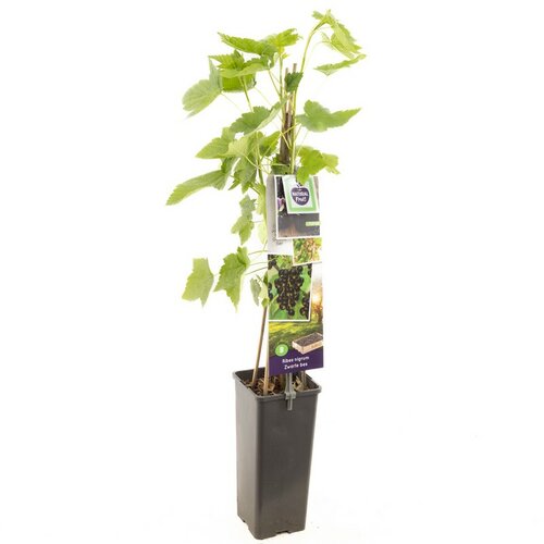 Zwarte bes Ribes nigrum Titania (zwarte bes)